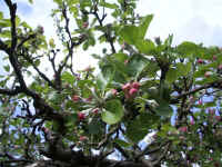 apple blomst 1.jpg (88504 byte)