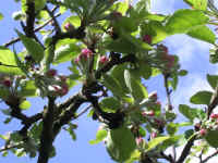 apple blomst.jpg (77454 byte)