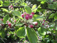 apple blomster.jpg (83867 byte)